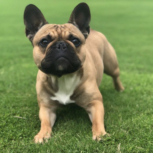 French Bulldog in Frisco, Texas