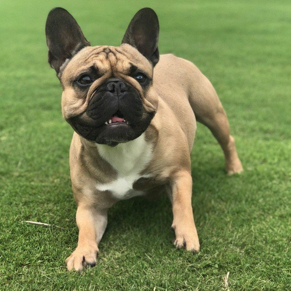 French Bulldog in Garland, Texas