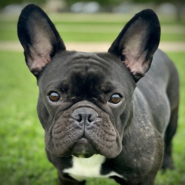 French Bulldog in Grand Prairie, Texas