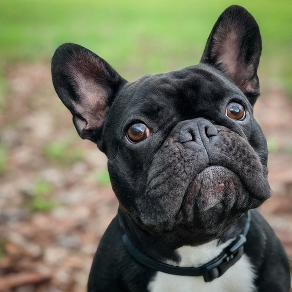 French Bulldog in Houston, Texas