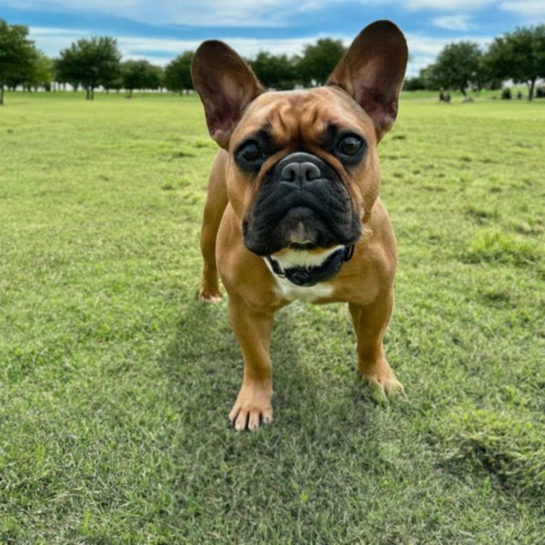 French Bulldog in Irving, Texas
