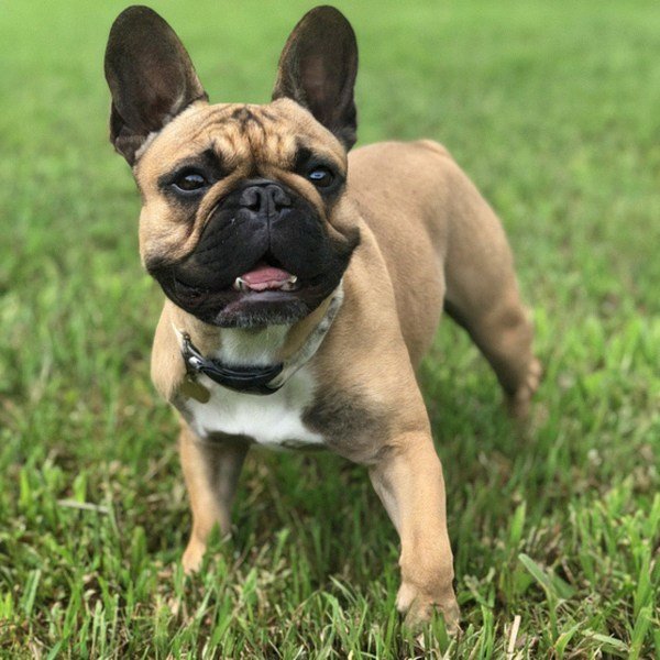French Bulldog in Jacksonville, Florida