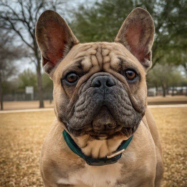 French Bulldog in Laredo, Texas