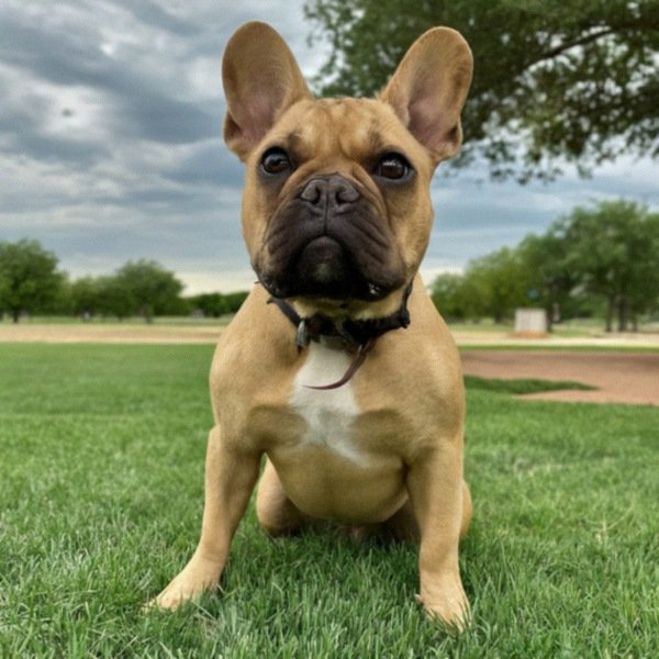 French Bulldog in Lubbock, Texas
