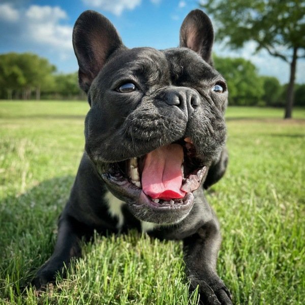 French Bulldog in McKinney, Texas