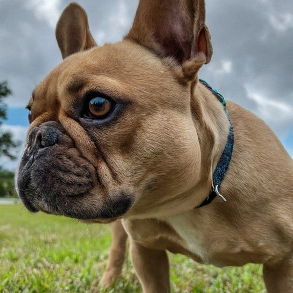 French Bulldog in Orlando, Florida