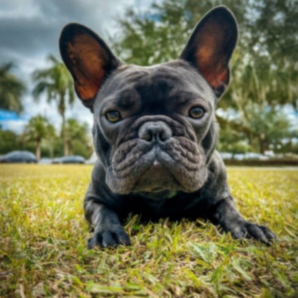 French Bulldog in Pembroke Pines, Florida