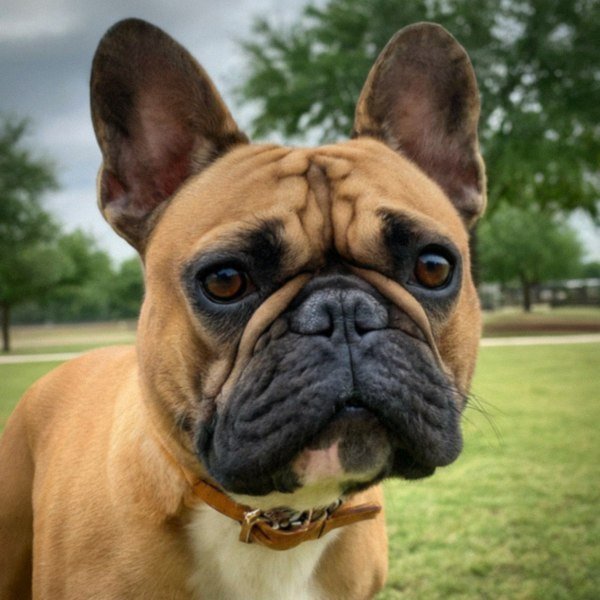 French Bulldog in Plano, Texas