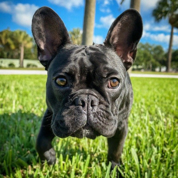 French Bulldog in Port St. Lucie, Florida