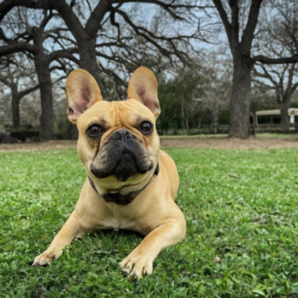 French Bulldog in San Antonio, Texas