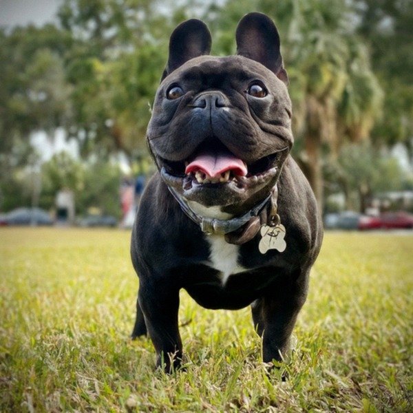 French Bulldog in St. Petersburg, Florida