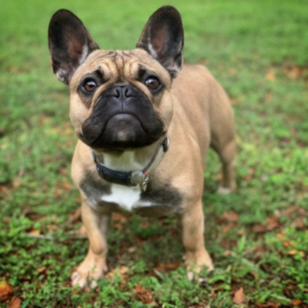 French Bulldog in Tallahassee, Florida