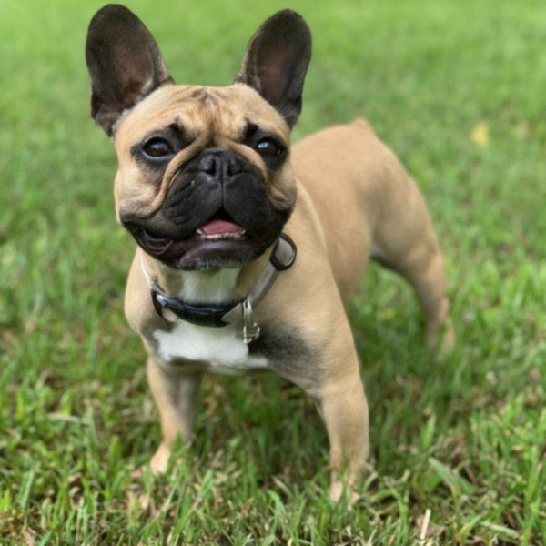 French Bulldog in Tampa, Florida