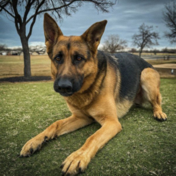 German Shepherd in Amarillo, Texas
