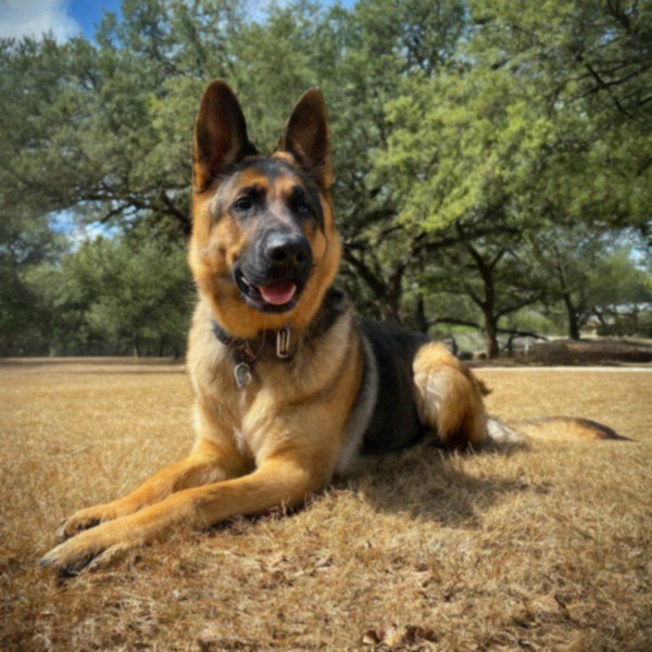 German Shepherd in Austin, Texas