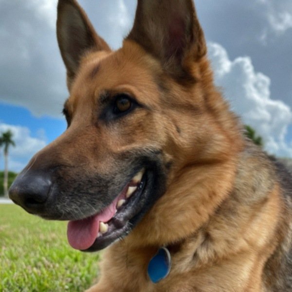 German Shepherd in Cape Coral, Florida
