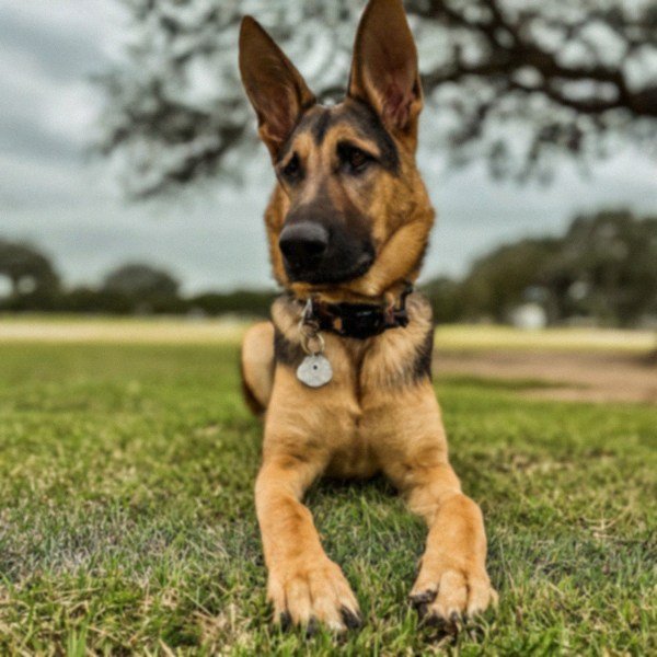 German Shepherd in Corpus Christi, Texas
