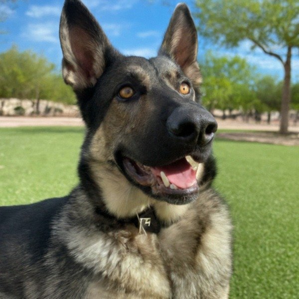 German Shepherd in El Paso, Texas