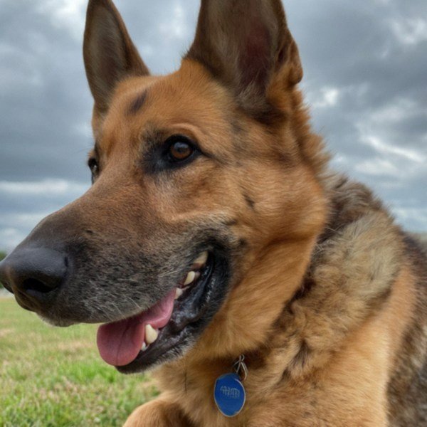 German Shepherd in Garland, Texas