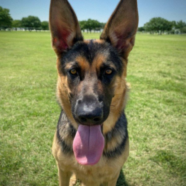 German Shepherd in Grand Prairie, Texas