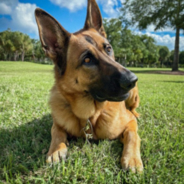 German Shepherd in Hialeah, Florida