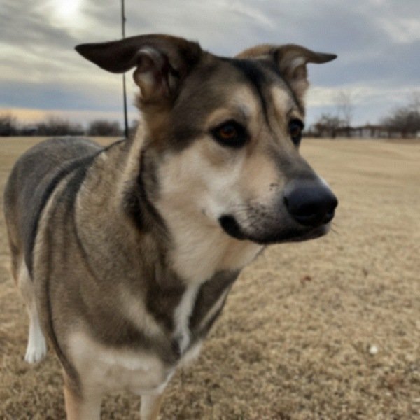 German Shepherd Husky Mix in Amarillo, Texas