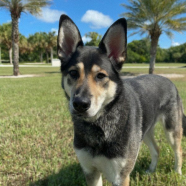 German Shepherd Husky Mix in Cape Coral, Florida