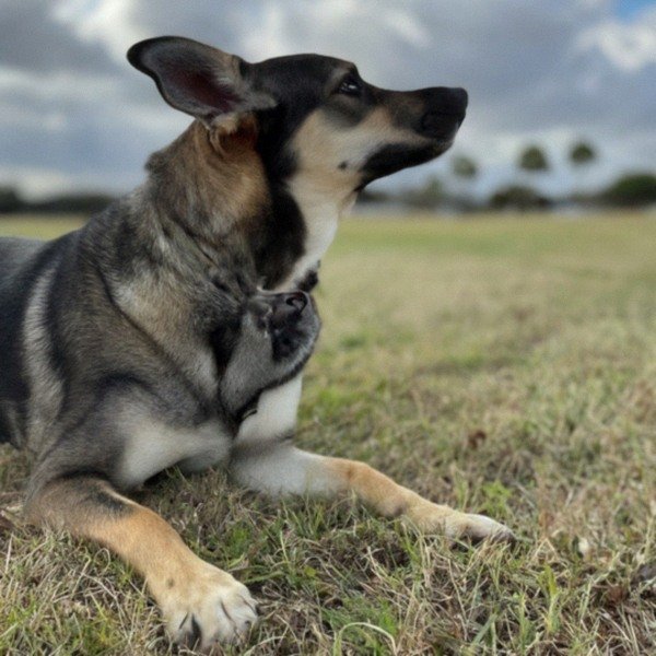 German Shepherd Husky Mix in Corpus Christi, Texas