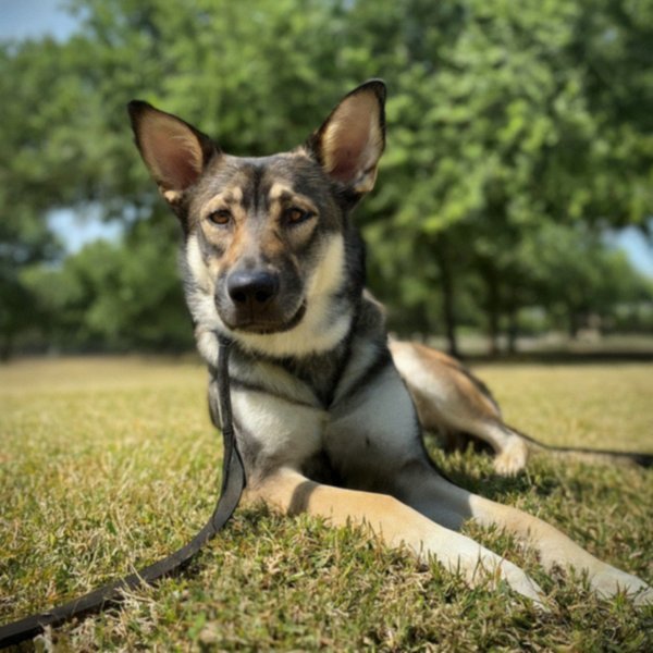 German Shepherd Husky Mix in Fort Worth, Texas