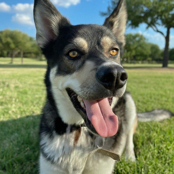 German Shepherd Husky Mix in Frisco, Texas