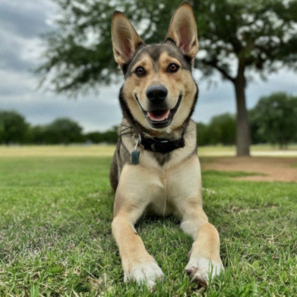 German Shepherd Husky Mix in Garland, Texas