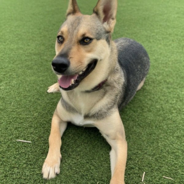 German Shepherd Husky Mix in Grand Prairie, Texas