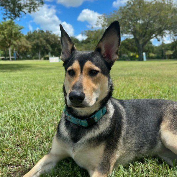 German Shepherd Husky Mix in Hialeah, Florida