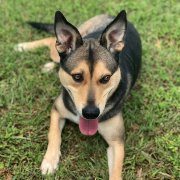 German Shepherd Husky Mix in Jacksonville, Florida