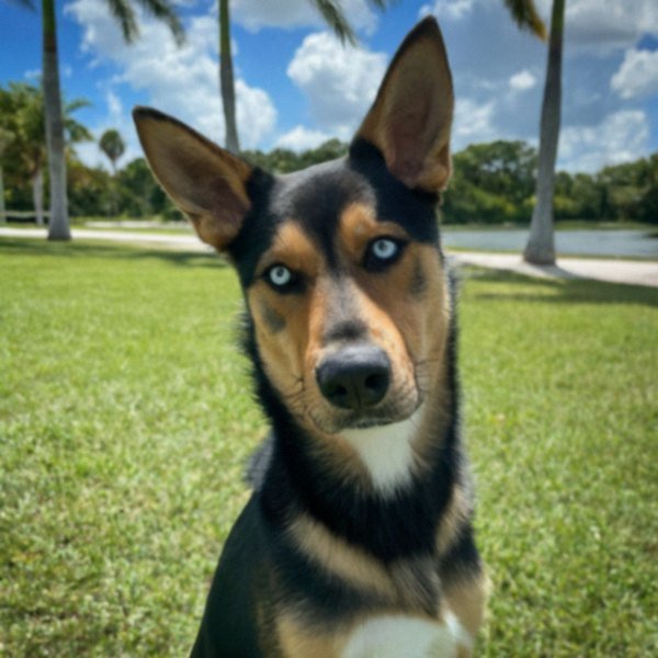 German Shepherd Husky Mix in Miami, Florida