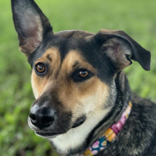 German Shepherd Husky Mix in Pembroke Pines, Florida