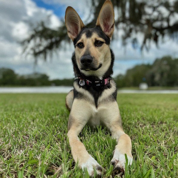 German Shepherd Husky Mix in Port St. Lucie, Florida