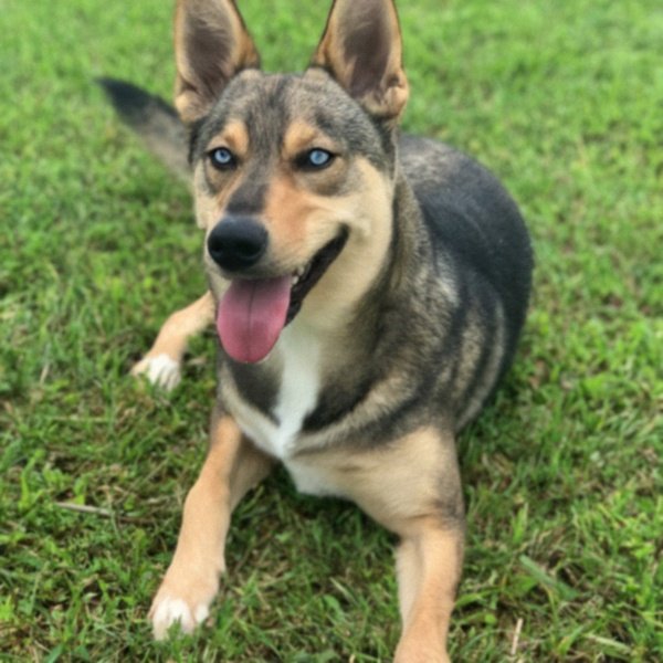 German Shepherd Husky Mix in St. Petersburg, Florida