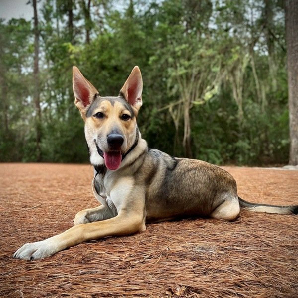 German Shepherd Husky Mix in Tallahassee, Florida