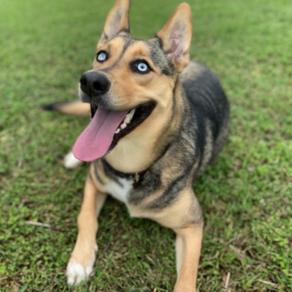 German Shepherd Husky Mix in Tampa, Florida