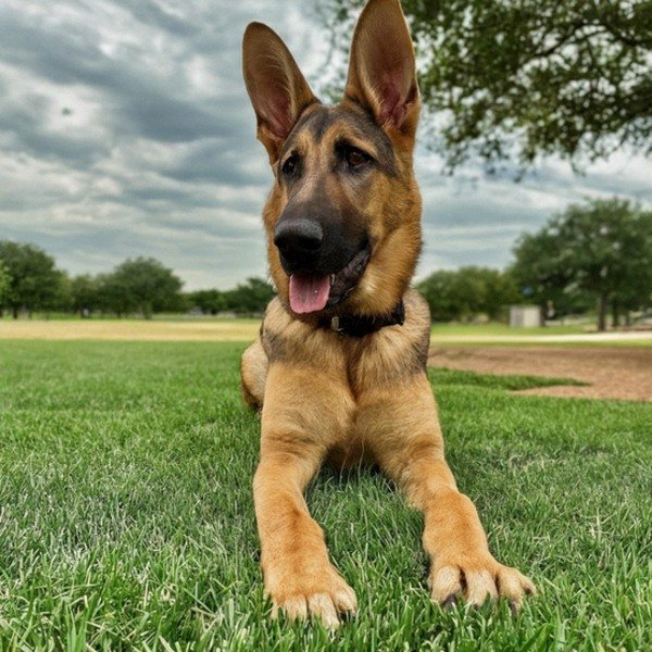 German Shepherd in Irving, Texas