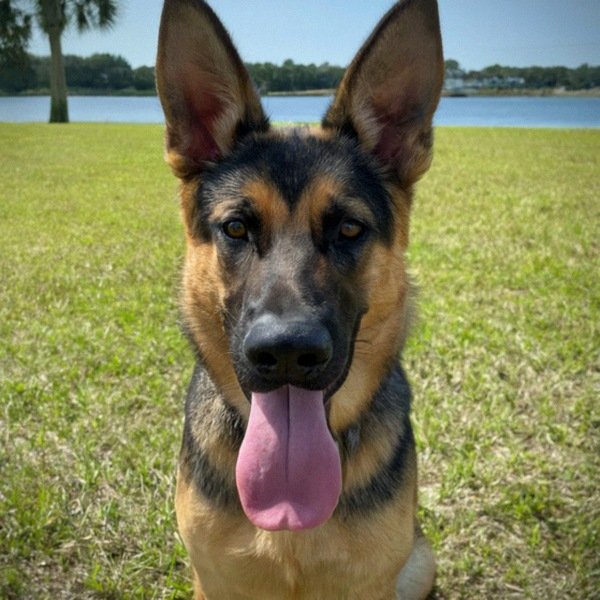 German Shepherd in Jacksonville, Florida