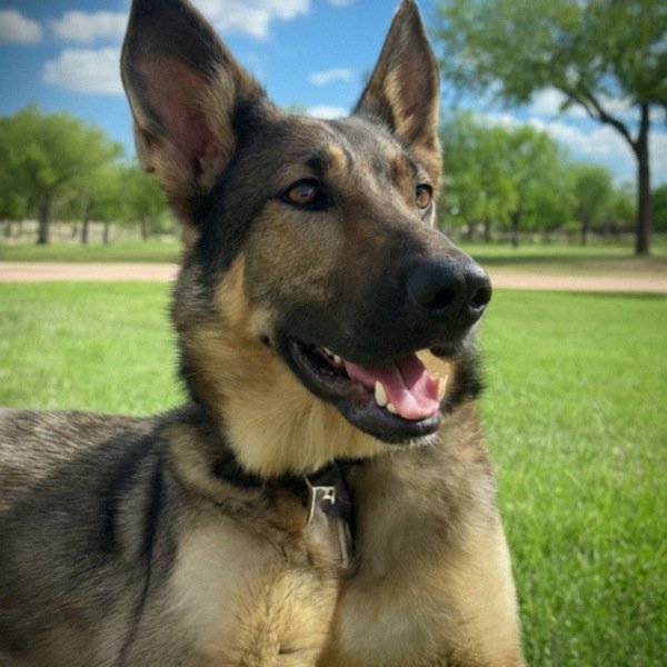 German Shepherd in Lubbock, Texas