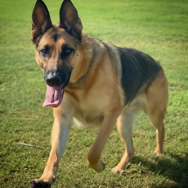 German Shepherd in McKinney, Texas