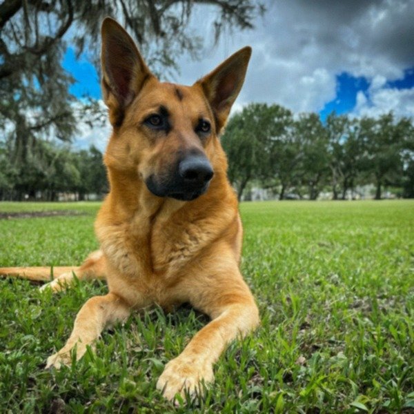 German Shepherd in Miami, Florida