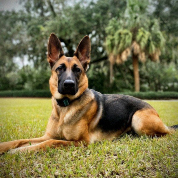 German Shepherd in Orlando, Florida