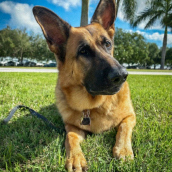 German Shepherd in Pembroke Pines, Florida