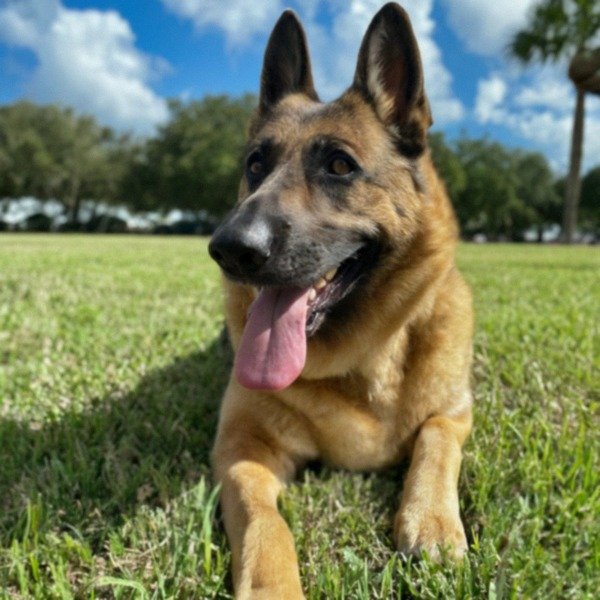 German Shepherd in Port St. Lucie, Florida