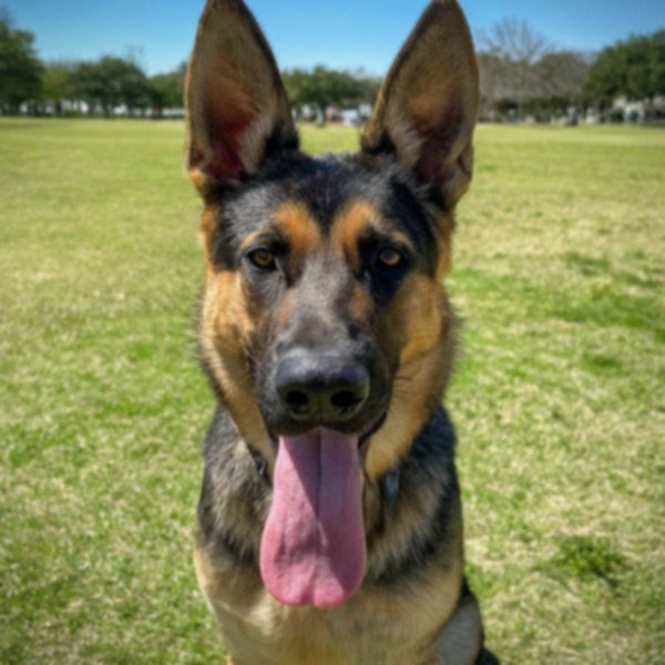 German Shepherd in San Antonio, Texas