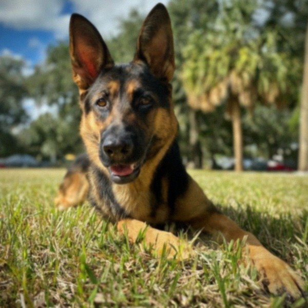German Shepherd in St. Petersburg, Florida